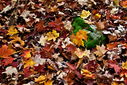 Filename=20101020_0169blurb_resize.jpg
Filesize=1098KiB
Dimensions=1600x1067
Date added=Dec 01, 2013 20101020_0169blurb_resize.jpg