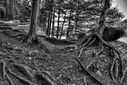 Filename=20140419_0004_5_6bwac.jpg
Filesize=1132KiB
Dimensions=1600x1067
Date added=Sep 12, 2014 20140419_0004_5_6bwac.jpg