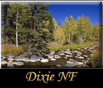 Go Dixie National Forest