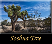 Go Joshua Tree National Park
