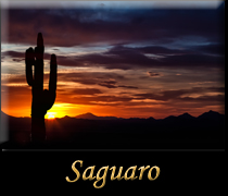 Go Saguaro National Park